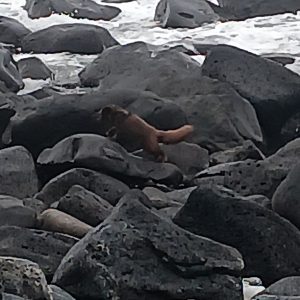 The photo is blurry, but it looks like a wolverine climbing on some boulders near a beach.