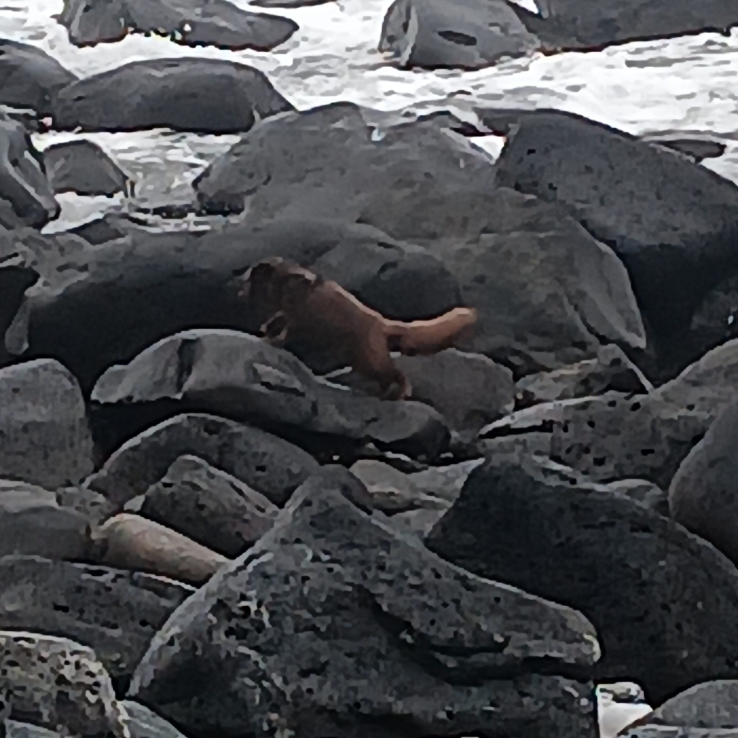 The photo is blurry, but it looks like a wolverine climbing on some boulders near a beach.