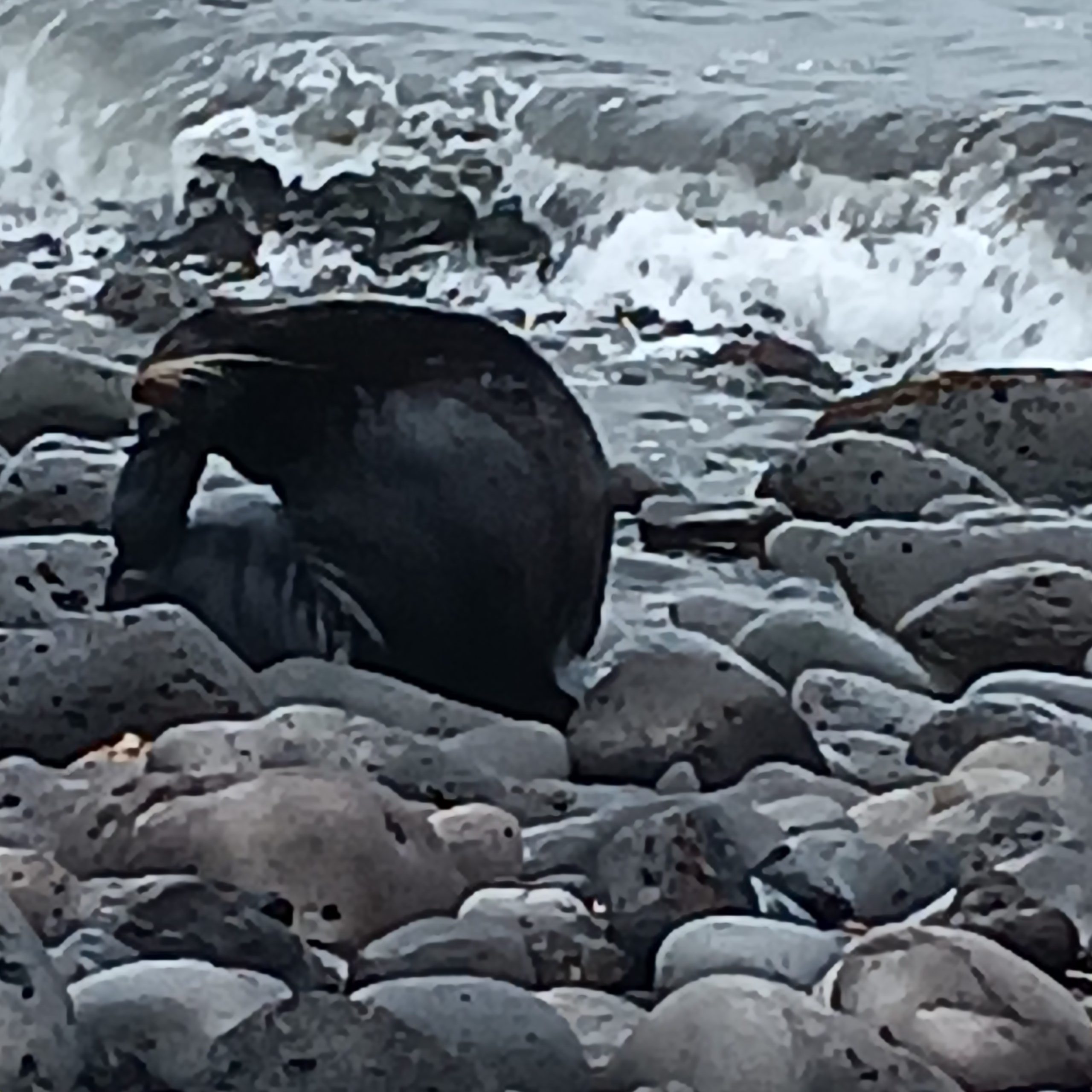 This photo is a little blurry, but seems to capture a sea lion scratching its ear with its tailfin. It is sitting amongst the rocks of a rocky shore and a small wave crashes behind it.
