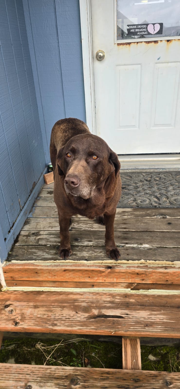 A chocolate lab stands on a porch looking at the camera.