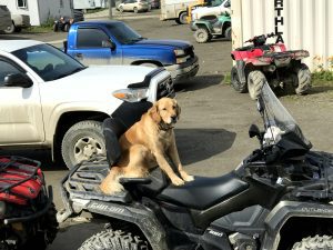 A golden retriever looking dog sits on the seat of an ATV, behind them are parked trucks and a few buildings