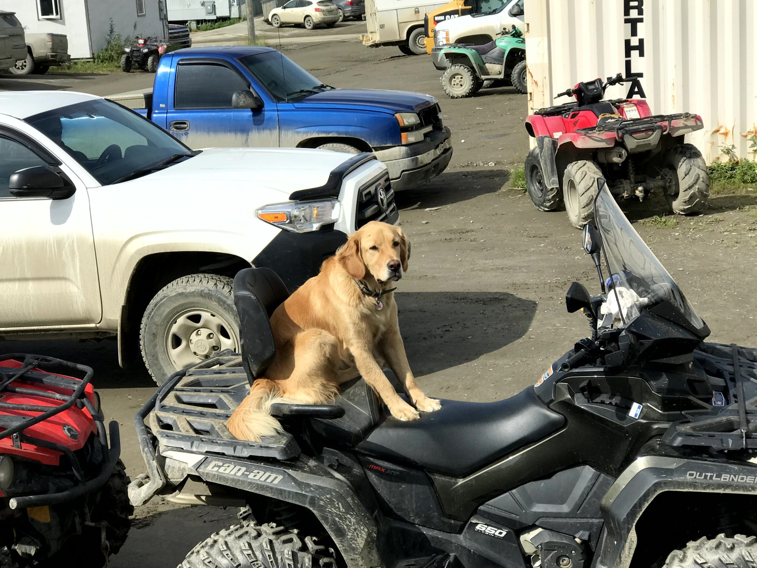 A golden retriever looking dog sits on the seat of an ATV, behind them are parked trucks and a few buildings