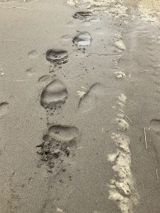 Fresh bear tracks are seen along damp sand