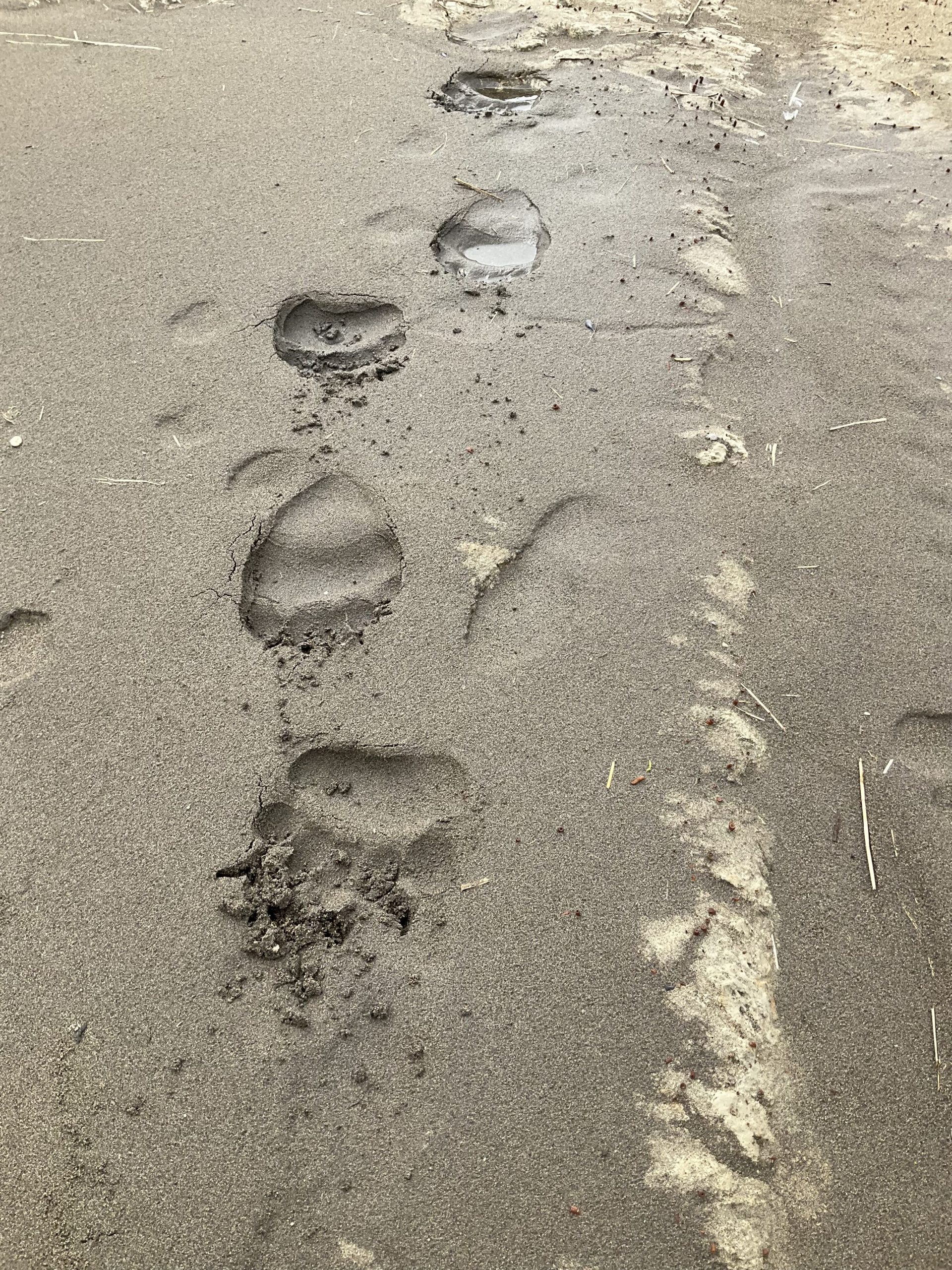Fresh bear tracks are seen along damp sand