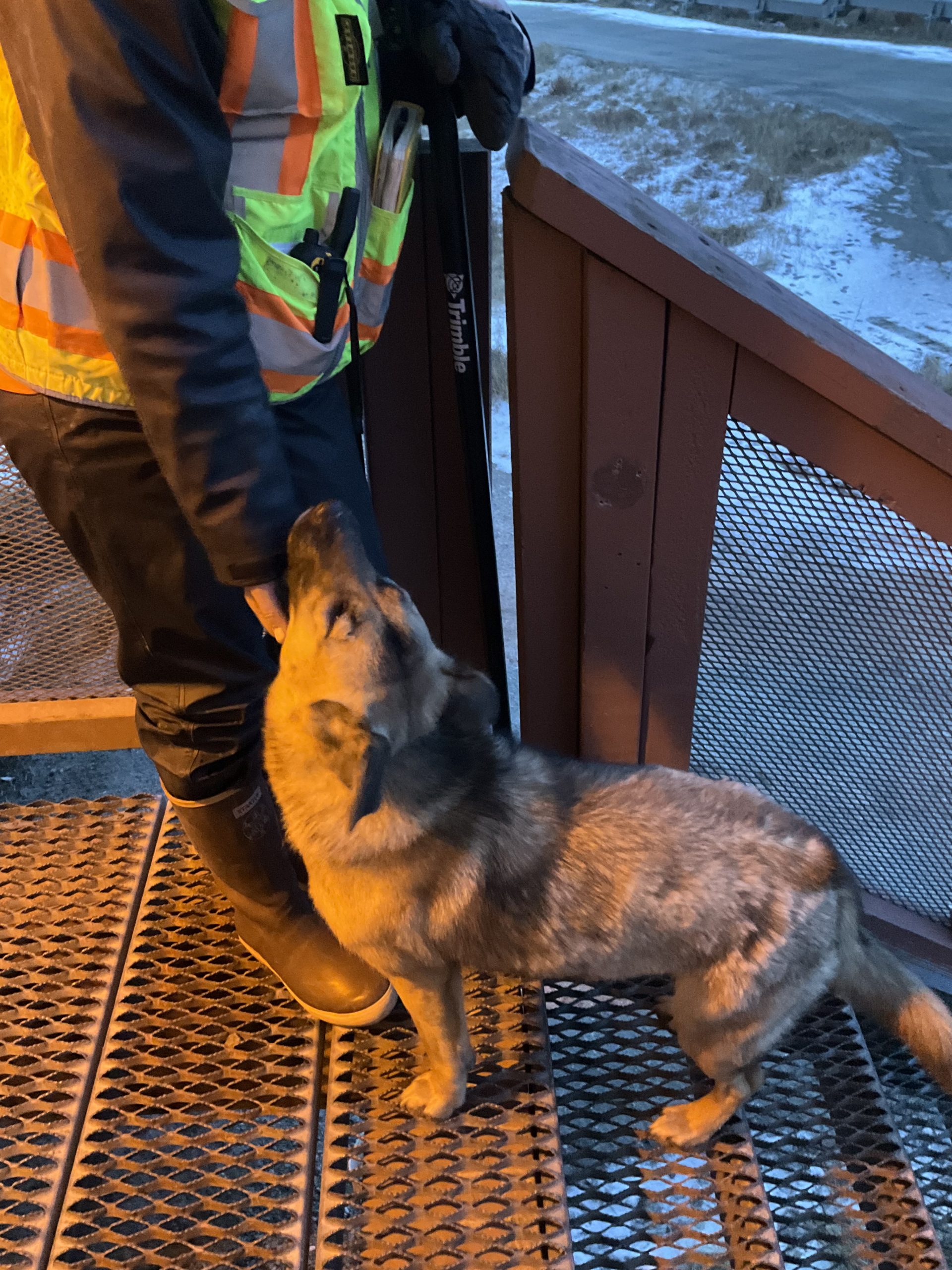 A dog stands on iron stairs recieving neck scritches from a geologist. The background has a little snow and a little grass. It seems to be evening.