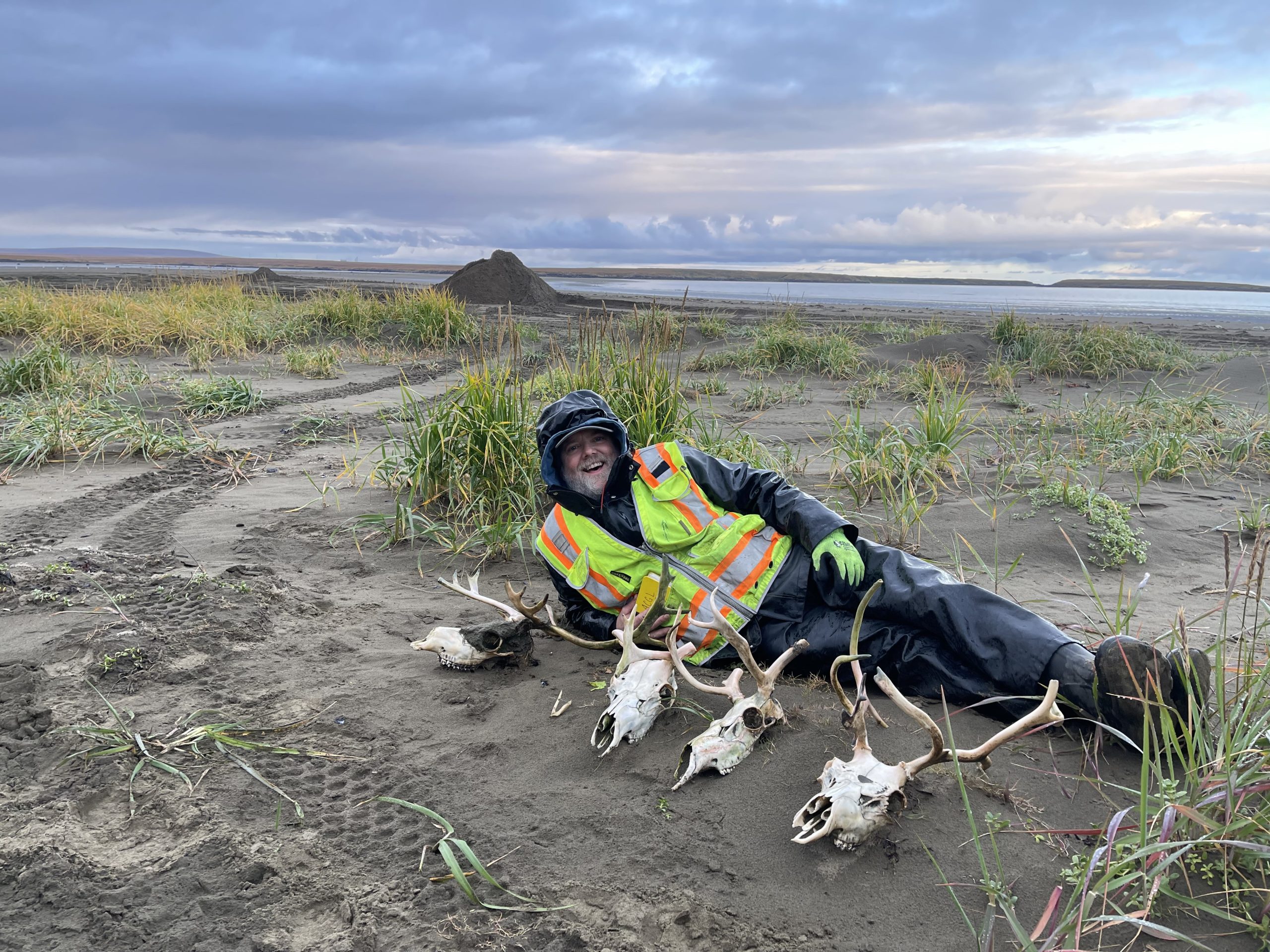 Chris lays on a partially grassy beach with 4 caribou skulls lined up in front of him. The sky in the background is a mix of blue, grey, purple and pink.
