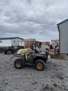 A fluffy tan and grey dog is laying on top of an ATV that is sitting on a gravel road. Behind the dog are more parked ATVs, a small group of people and some houses. The sky is overcast.