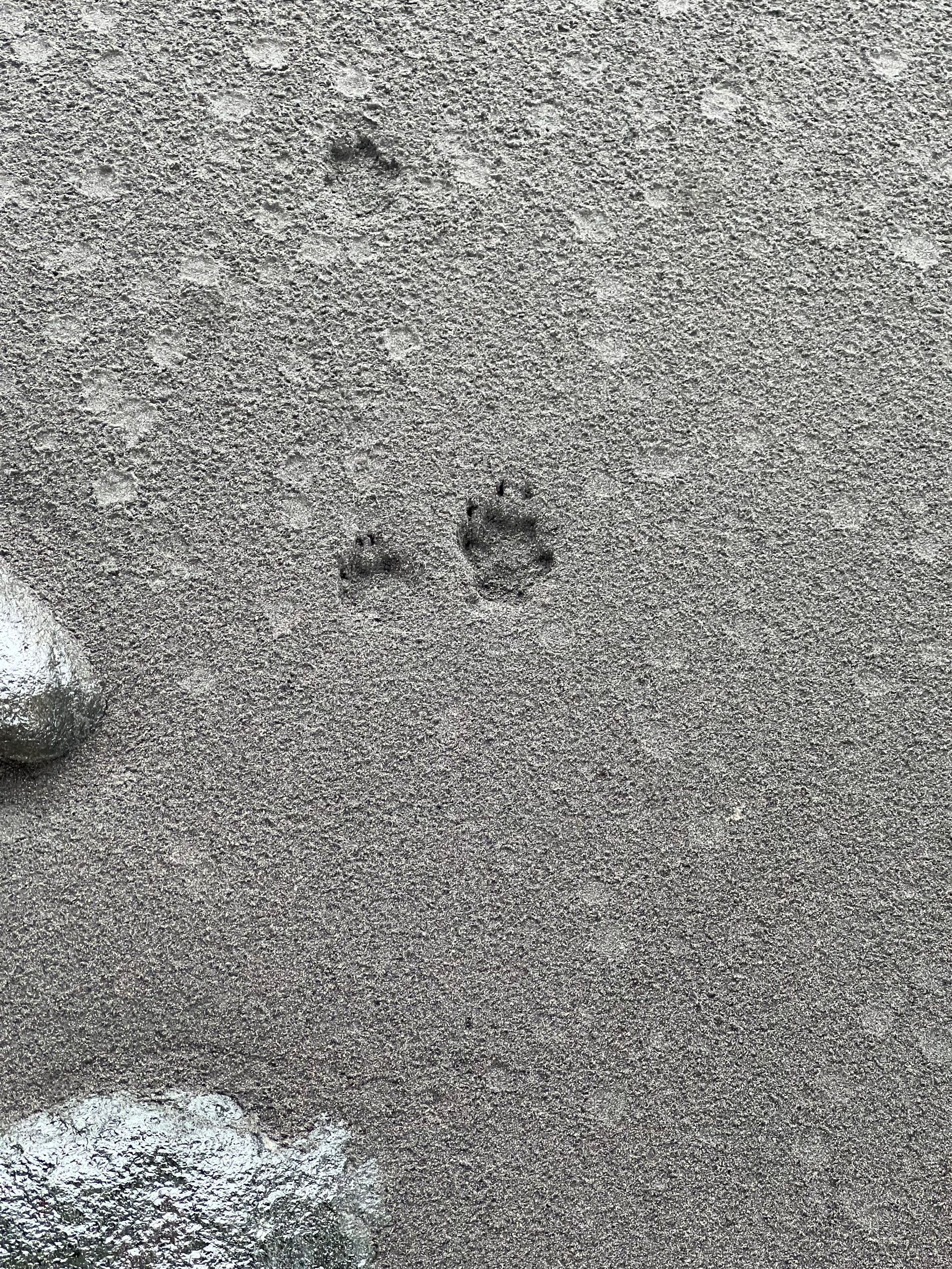 Two and a half paw prints are seen in wet sand. They appear to be dog paw prints