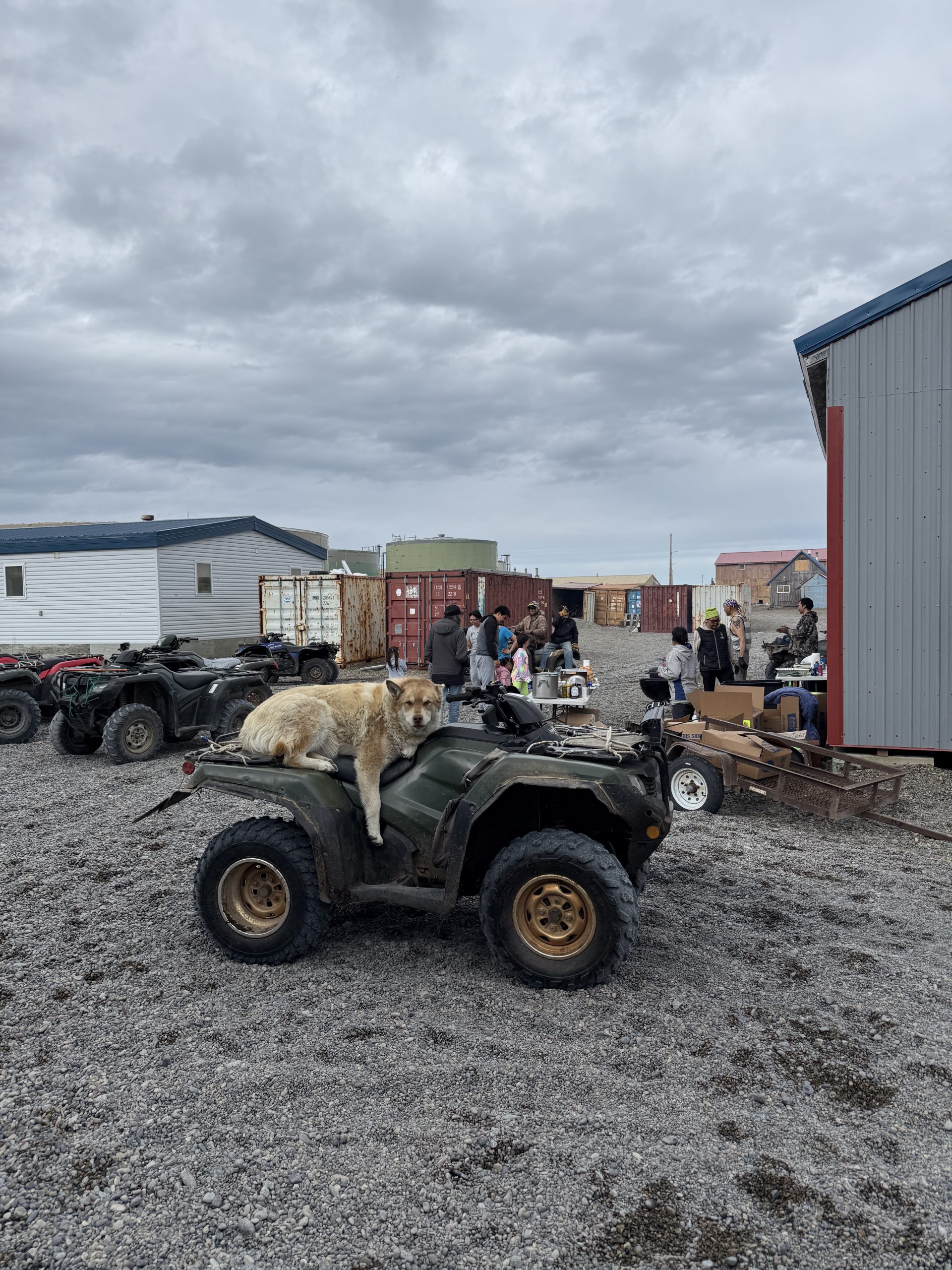 A dog is laying down on a parked ATV. The background has more parked ATVs and a group of people gathering around. There are some old shipping containers and newer houses. They are on gravel. The sky is cloudy and overcast.