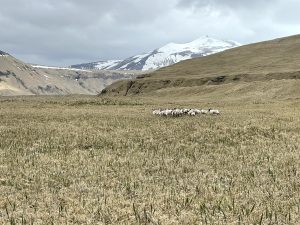 A grassy field with snowy mountains in the background and an overcast sky. A herd of caribou stand in the middle of the photo.