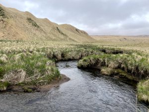 A creek winds through a grassy hilly field, the sky is overcast