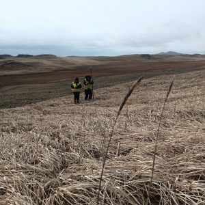 Harper and Chris walk through a field of dead grass. Harper is holding the field notebook while Chris holds the Trimble equipment. There are grassy hills in the background and the sky is overcast. 