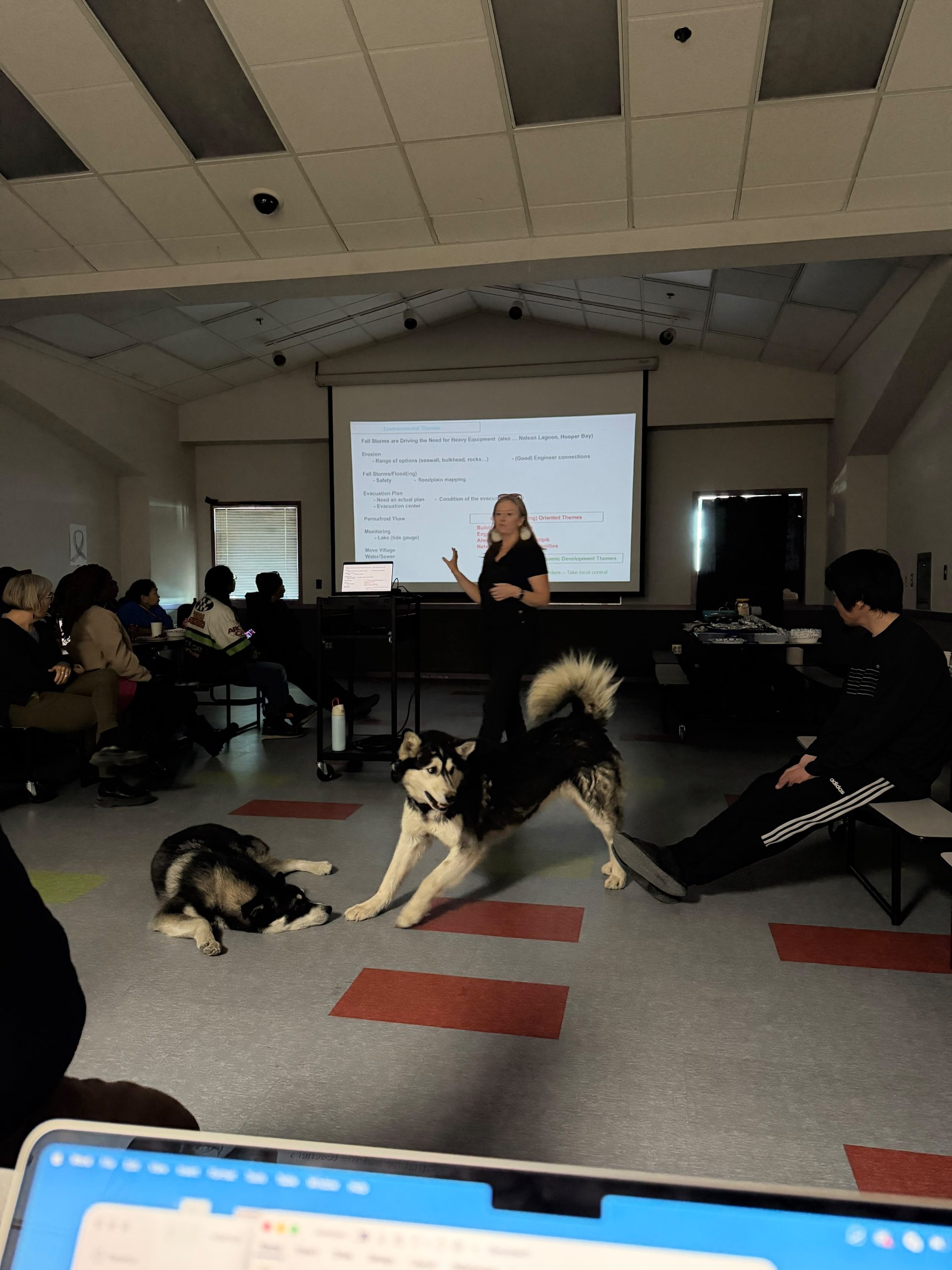 Two husky dogs are centered in a classroom setting. One is laying down and the other is doing a play-bow. Behind them is someone standing in front of a lighted projection screen. People are sitting at desks and giving their attention to the lady standing in front of the screen. 